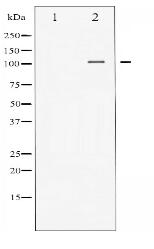 Integrin alpha4 Antibody