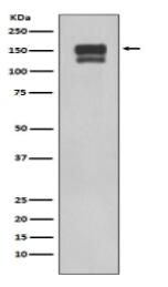 Integrin beta 1 Antibody