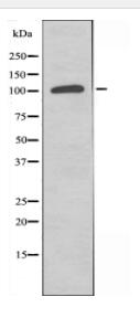 MSH3 Antibody