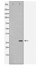 YWHAG Antibody