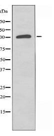 TAOK1 Antibody
