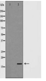 NDUFA13 Antibody