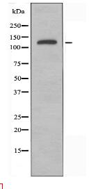 NUP160 Antibody