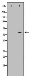 TCP1 Antibody