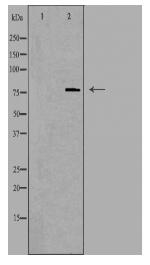 SKIL Antibody