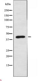 MNDA Antibody