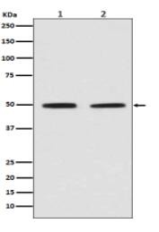 Pygopus 2 Antibody