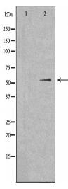 SHB Antibody
