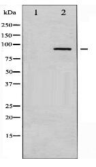 PKC alpha Antibody