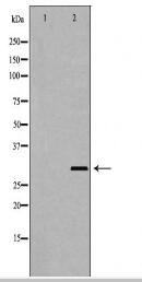 PSMF1 Antibody