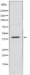 SEPT3 Antibody