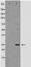 CD63 Antibody