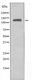 SFRS15 Antibody