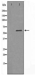 SLC16A2 Antibody