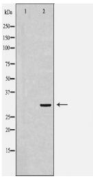 OLR1 Antibody