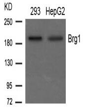 Brg1 Antibody