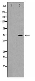 SMPD2 Antibody