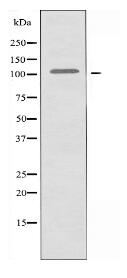 SFRS8 Antibody
