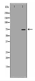 HSPA9 Antibody