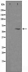 SLC24A3 Antibody