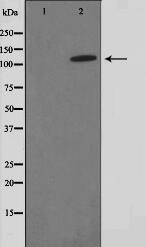 FIR Antibody