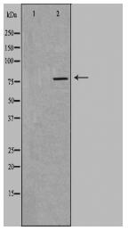 SLC5A3 Antibody