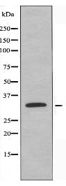 OVOL1 Antibody