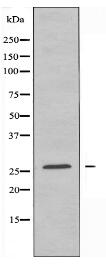 TSPAN8 Antibody