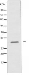 MLF1 Antibody