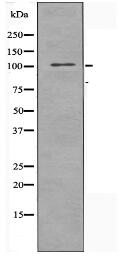 TAF4 Antibody