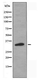 OR10G2 Antibody