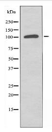 ST5 Antibody
