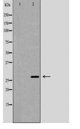 YWHAQ Antibody