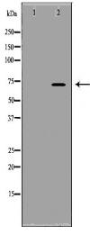 SLAMF1 Antibody