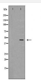SERPINE2 Antibody