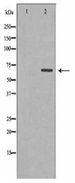 SNX9 Antibody