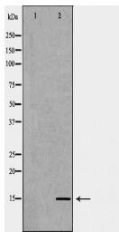 TAC1 Antibody
