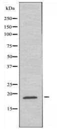 MGST1 Antibody