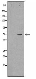 TNFRSF1B Antibody