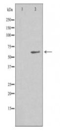 MIA2 Antibody