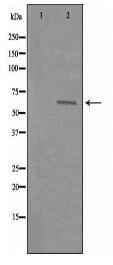 SLC22A3 Antibody