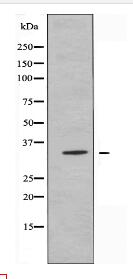 OR10A6 Antibody
