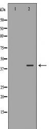 OGG1 Antibody