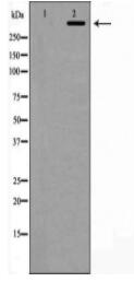 MKI67 Antibody