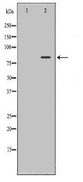 SLC3A1 Antibody