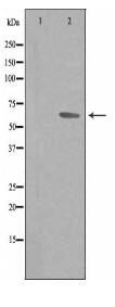 TF2H2 Antibody