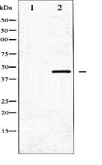 GATA1 Antibody
