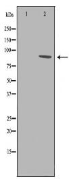 ITGB3 Antibody