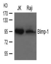 Blimp-1 Antibody