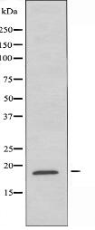 SNX3 Antibody